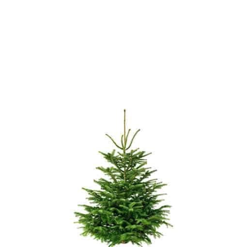 Weihnachtsbaum 100cm von Weihnachtstanne24.de