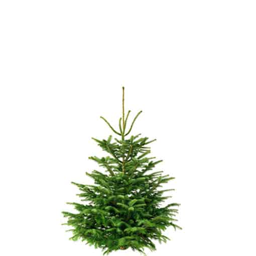 Weihnachtsbaum 130cm von Weihnachtstanne24.de