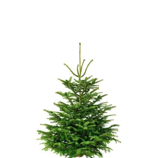 Weihnachtsbaum 180cm von Weihnachtstanne24.de