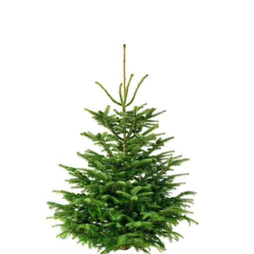 Weihnachtsbaum 230cm von Weihnachtstanne24.de