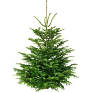 Weihnachtsbaum 300cm von Weihnachtstanne24.de